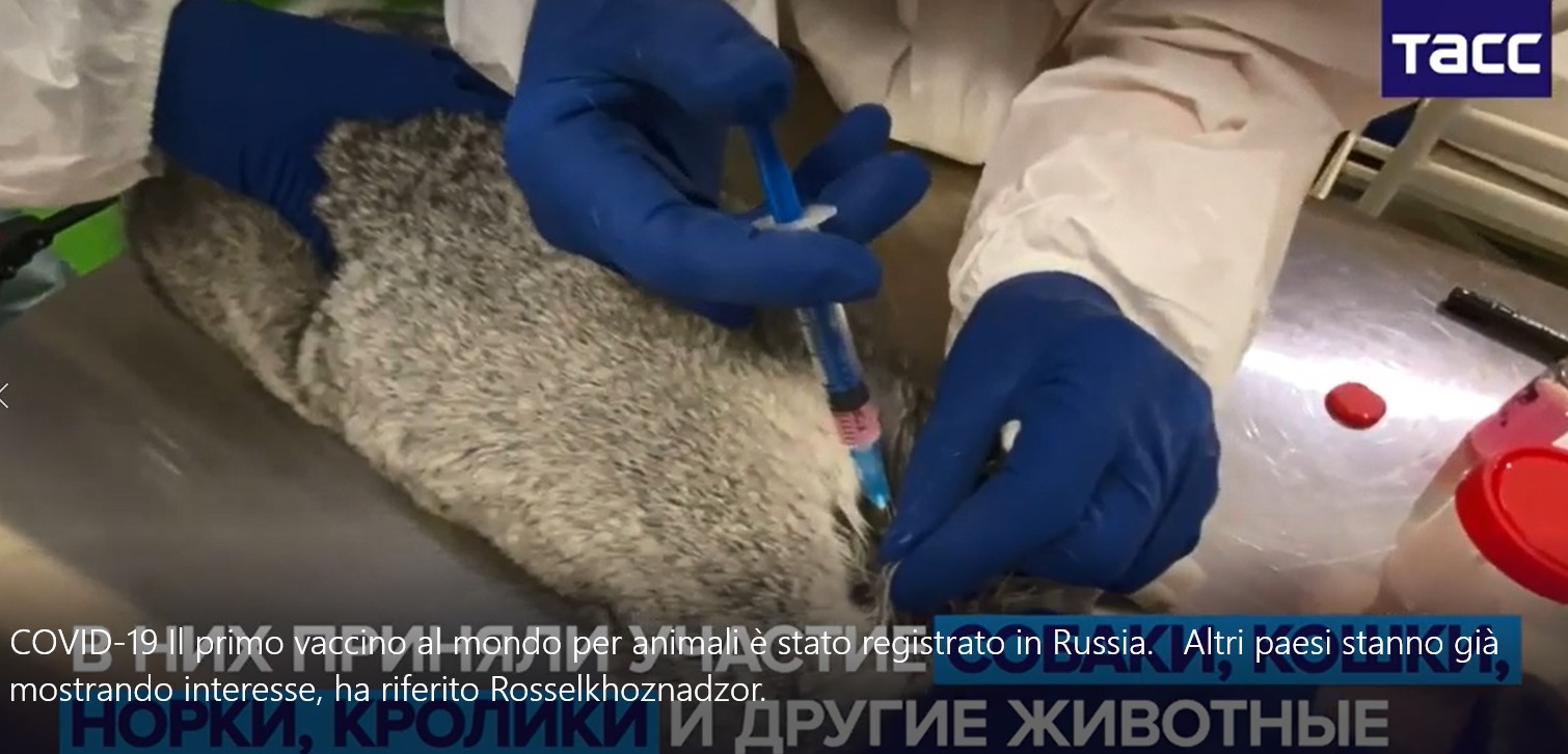COVID-19: Il primo vaccino al mondo per animali è stato registrato in Russia. Altri paesi stanno già mostrando interesse, ha riferito Rosselkhoznadzor.
